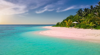 Tropical Pink Sand Beach with Turquoise Ocean and Palm Trees