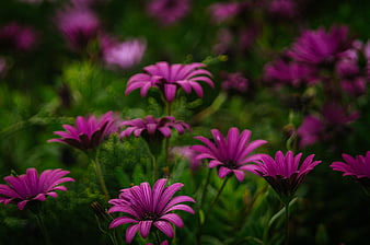 Vibrant purple daisy flowers blooming in a lush green garden