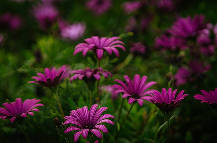 Vibrant purple daisy flowers blooming in a lush green garden