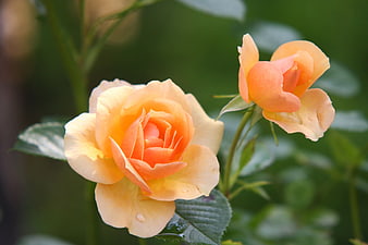 Close-up of Peach and Orange Rose Blooms with Water Droplets