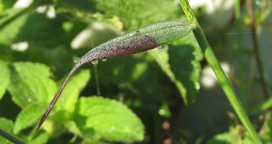 Close-up of green leaf with dew drops and water droplets