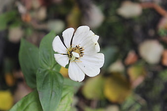 Close-up of a delicate white flower with green leaves