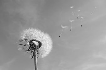 Black and white dandelion seeds blowing in the wind