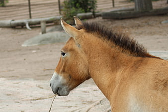 Profile of a Przewalski's Horse in a Zoo Enclosure