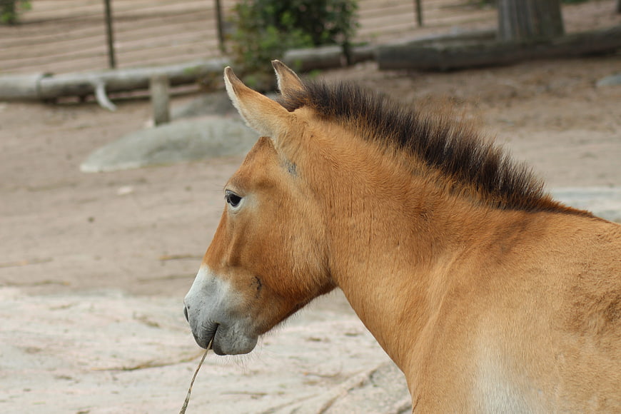 Profile of a Przewalski's Horse in a Zoo Enclosure