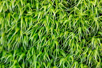 Close-up of vibrant green moss texture background