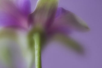 Abstract Macro of Purple Orchid with Soft Focus