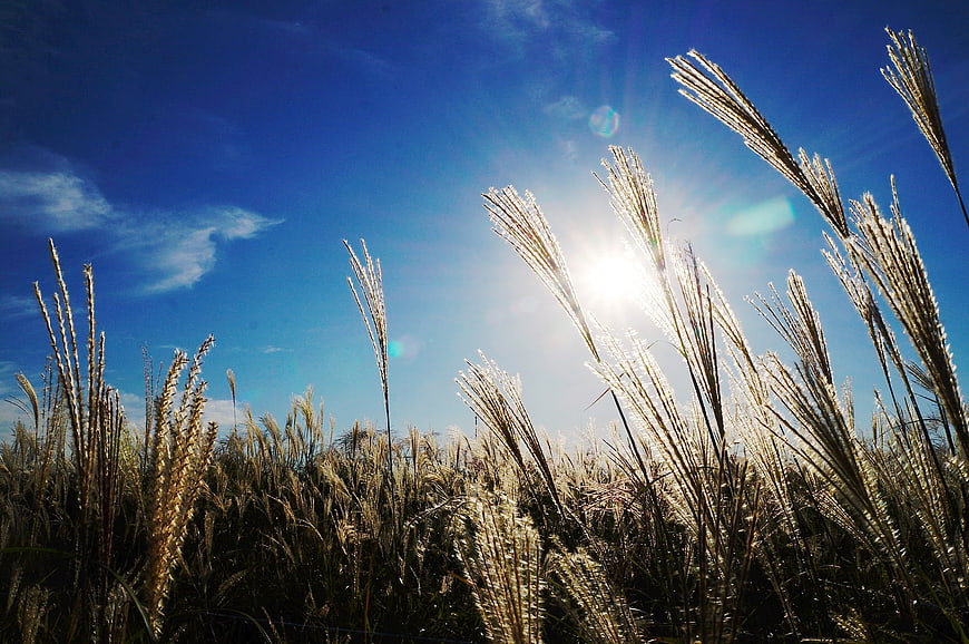 Backlit Pampas Grass Against Bright Blue Sky