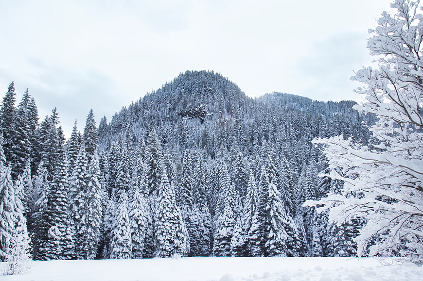 Snowy Mountain Forest Landscape in Winter