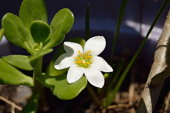 Close-up of white flower with yellow stamens and green leaves
