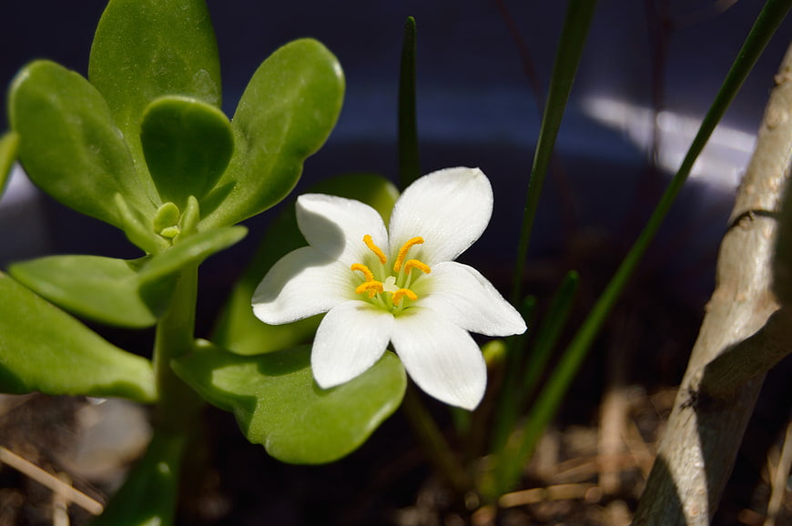 Close-up of white flower with yellow stamens and green leaves