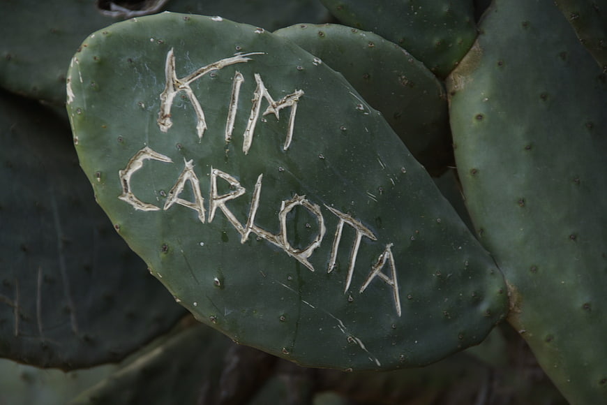 Kim Carlota carved into prickly pear cactus pad