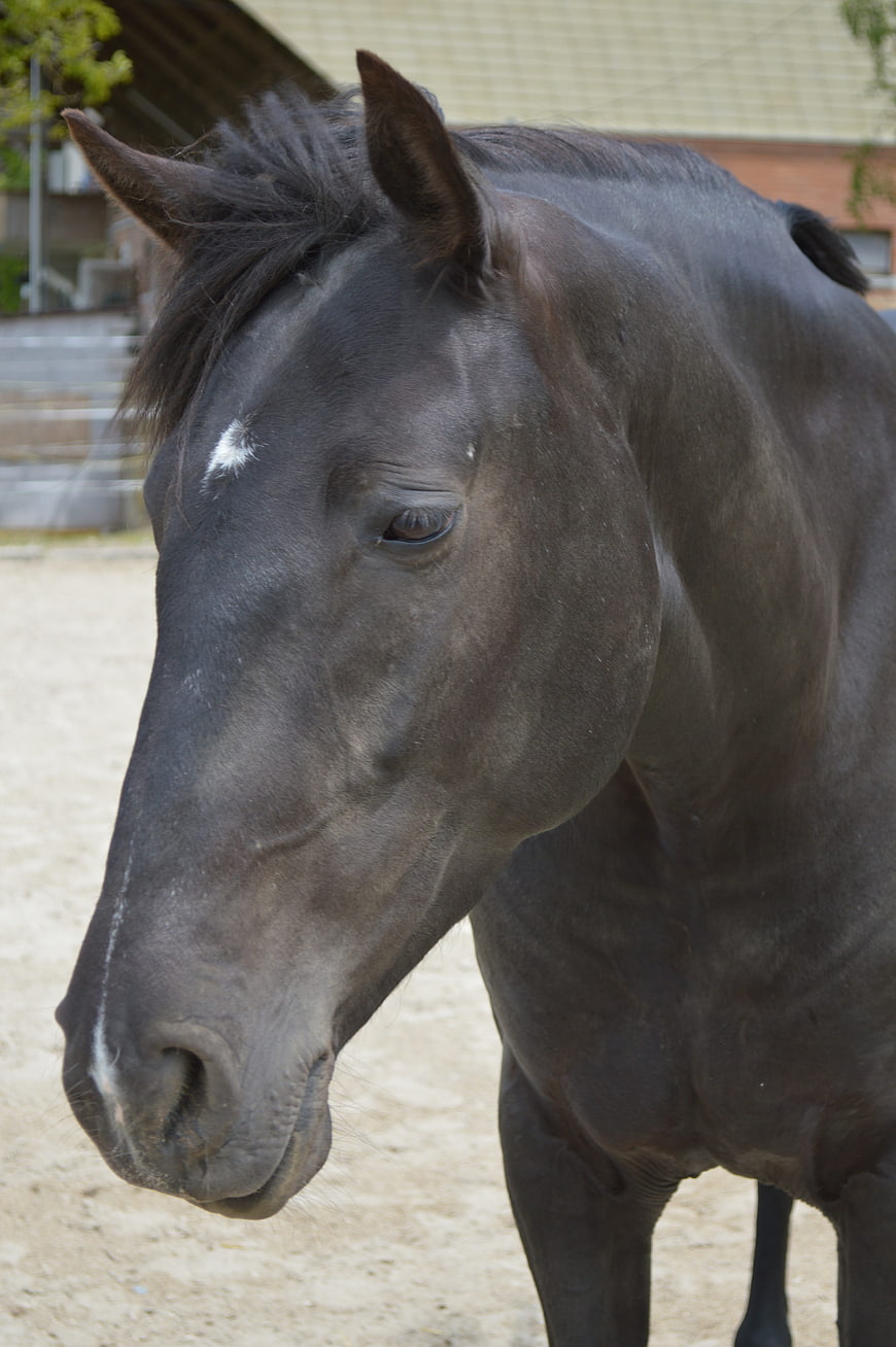 Close-up portrait of a black horse with white star marking