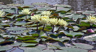 White water lilies blooming on green lily pads in a pond