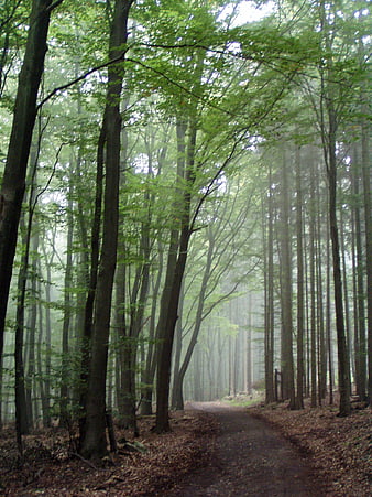 Misty forest path with tall trees and autumn leaves
