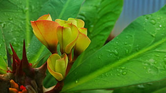 Close-up of Crown of Thorns Flower with Water Droplets