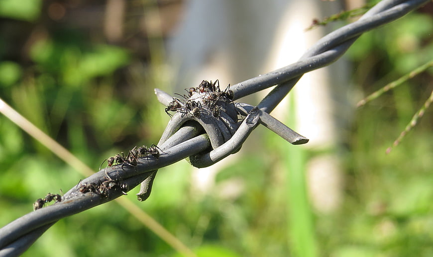 Close-up of black ants crawling on barbed wire