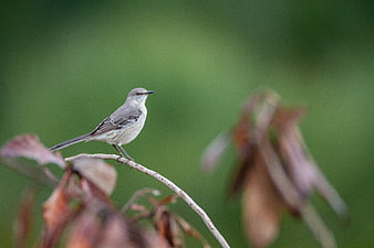 Northern Mockingbird perched on a branch with green bokeh background