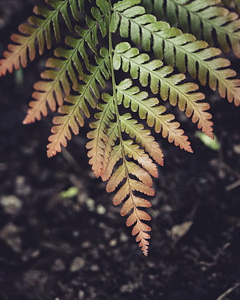 Close-up of a fern frond transitioning from green to brown