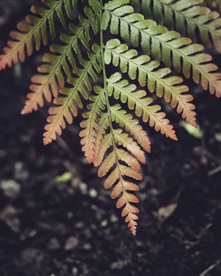 Close-up of a fern frond transitioning from green to brown
