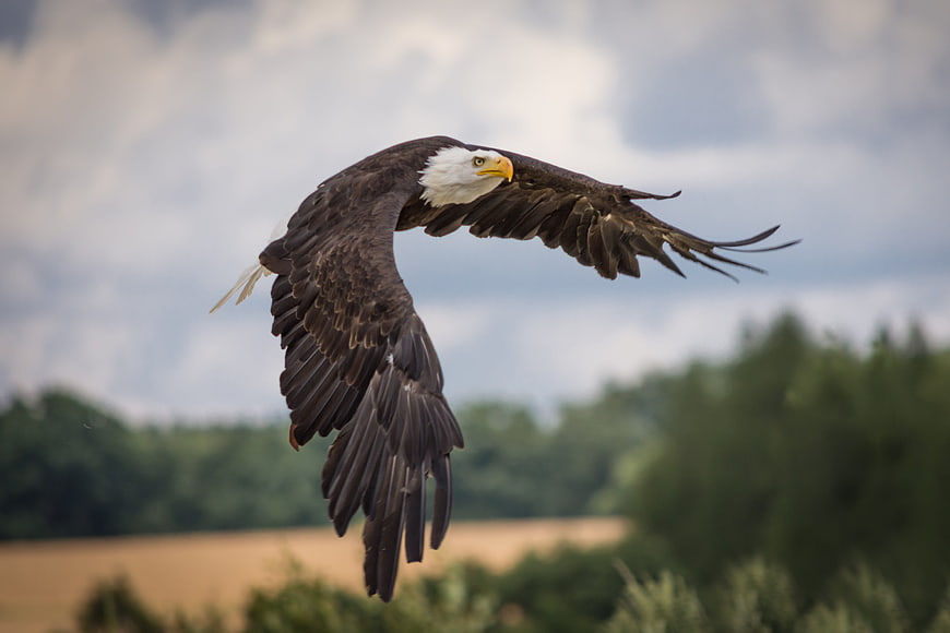 Bald Eagle Soaring in Flight Against Blurred Nature Background