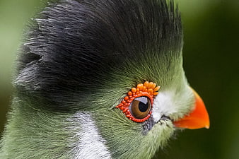 Close-up of a Black-crested Parrot with Orange Eye-ring