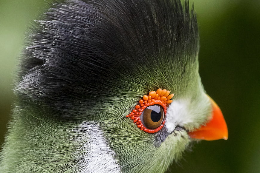 Close-up of a Black-crested Parrot with Orange Eye-ring