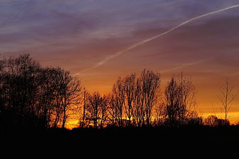 Silhouette of Bare Trees Against Vibrant Sunset Sky