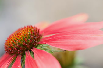 Close-up of Pink Coneflower with Spiky Center