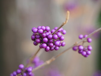 Close-up of purple Callicarpa berries on a branch with soft background