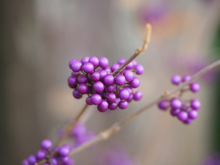 Close-up of purple Callicarpa berries on a branch with soft background