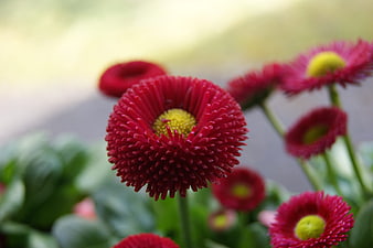 Close-up of vibrant red gerbera daisy with yellow center