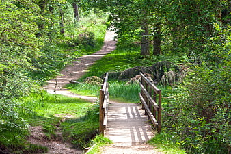 Wooden Footbridge On Forest Path In Lush Green Summer Woodland