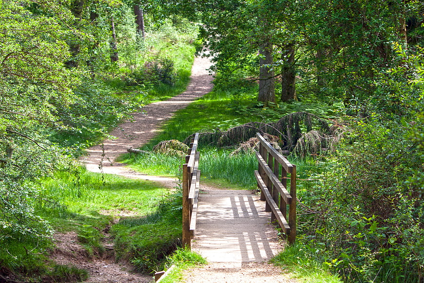 Wooden Footbridge On Forest Path In Lush Green Summer Woodland