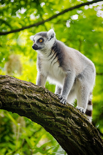 Ring-tailed Lemur Perched on Mossy Tree Branch