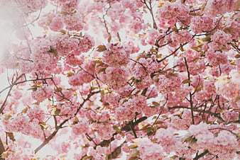 Soft Pink Cherry Blossoms in Full Bloom