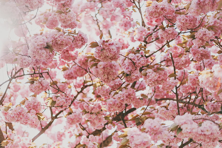 Soft Pink Cherry Blossoms in Full Bloom