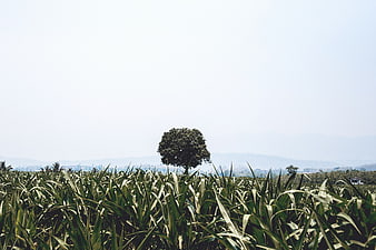 Lush Green Sugarcane Field with Solitary Tree and Hazy Mountains