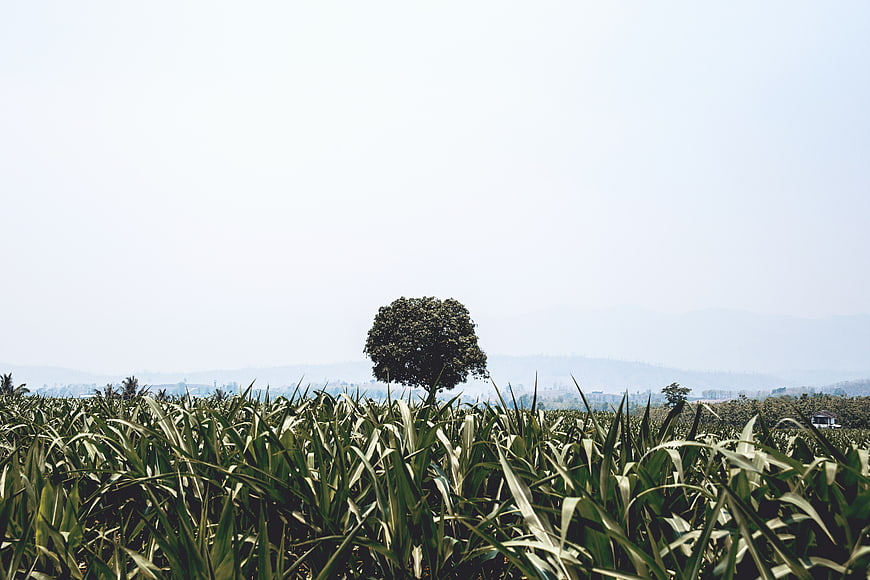 Lush Green Sugarcane Field with Solitary Tree and Hazy Mountains