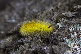 Close-up of fuzzy yellow caterpillar on textured bark