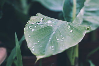 Close-up of green leaf with water droplets