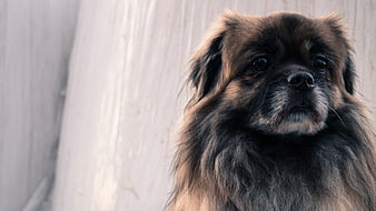Close-up portrait of a fluffy brown Pekingese dog