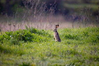 Wild Hare Standing in Green Spring Meadow