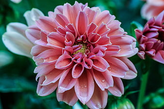 Close-up of Pink Dahlia with Water Droplets
