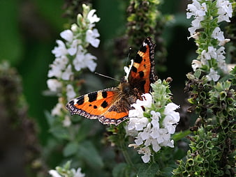 Small Tortoiseshell Butterfly on White Salvia Flowers