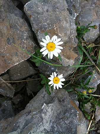 Two white daisies growing from gray rocky terrain