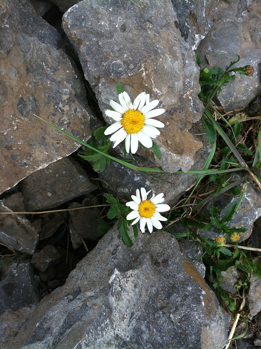 Two white daisies growing from gray rocky terrain