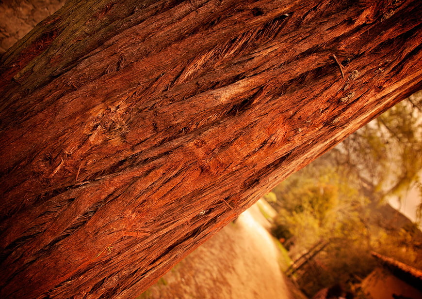 Close-up of textured red cedar bark with blurred forest background