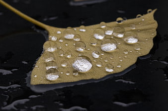Ginkgo leaf with water droplets on dark wet surface