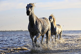 Two White Horses Galloping Through Shallow Water